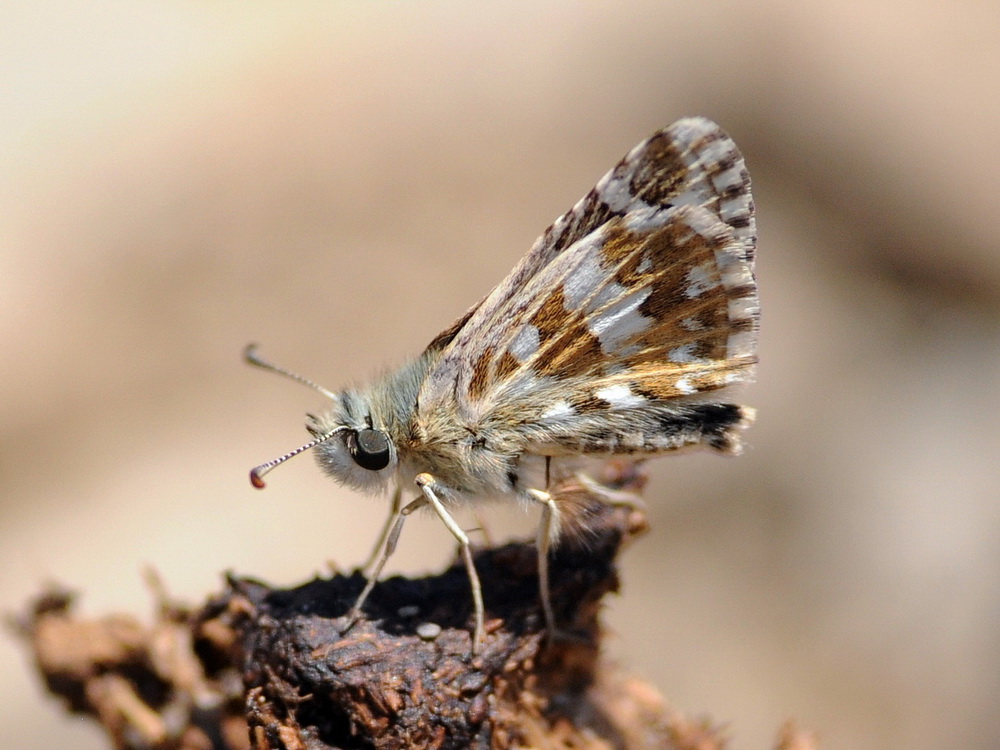 qualche idea??  Pyrgus malvoides